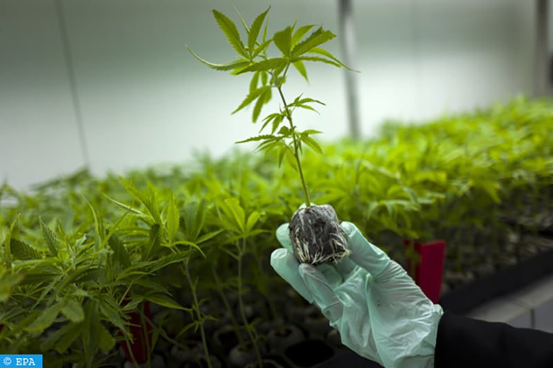 Cannabis : Plus de 100 licences en voie de retrait par l