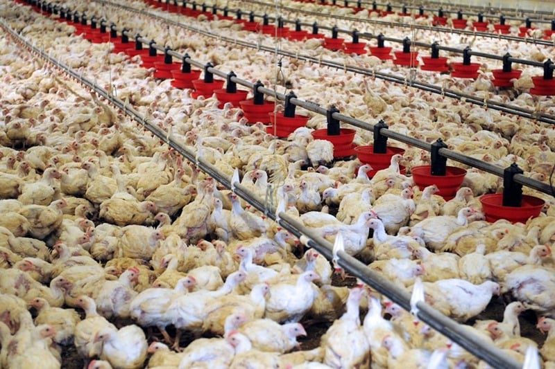 El Bouari : La filière avicole génère un CA annuel de plus de 40 MMDH