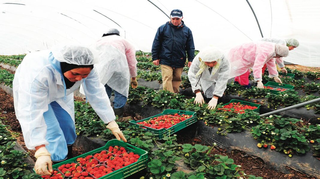 Arrivée de 3.000 “Marocaines des fraises” pour la saison agricole