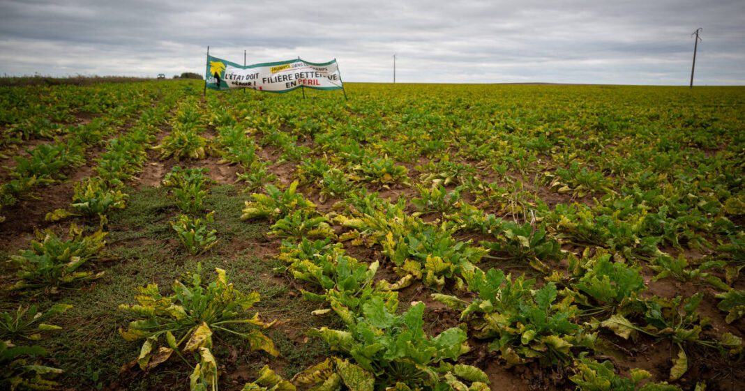 L’acétamipride, pesticide de la famille des néonicotinoïdes, possède-t-il un «faible taux de toxicité», comme l’affirme le sénateur Laurent Duplomb ? – Libération