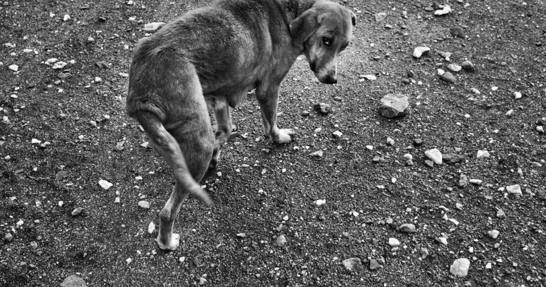 le Maroc pourrait abattre jusqu’à trois millions de chiens errants – Libération