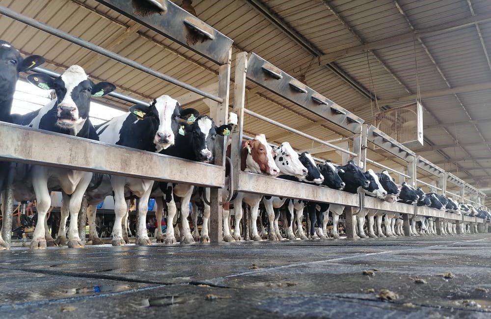 Ramadan : l’offre de lait frais en hausse de 8% face à une demande qui stagne