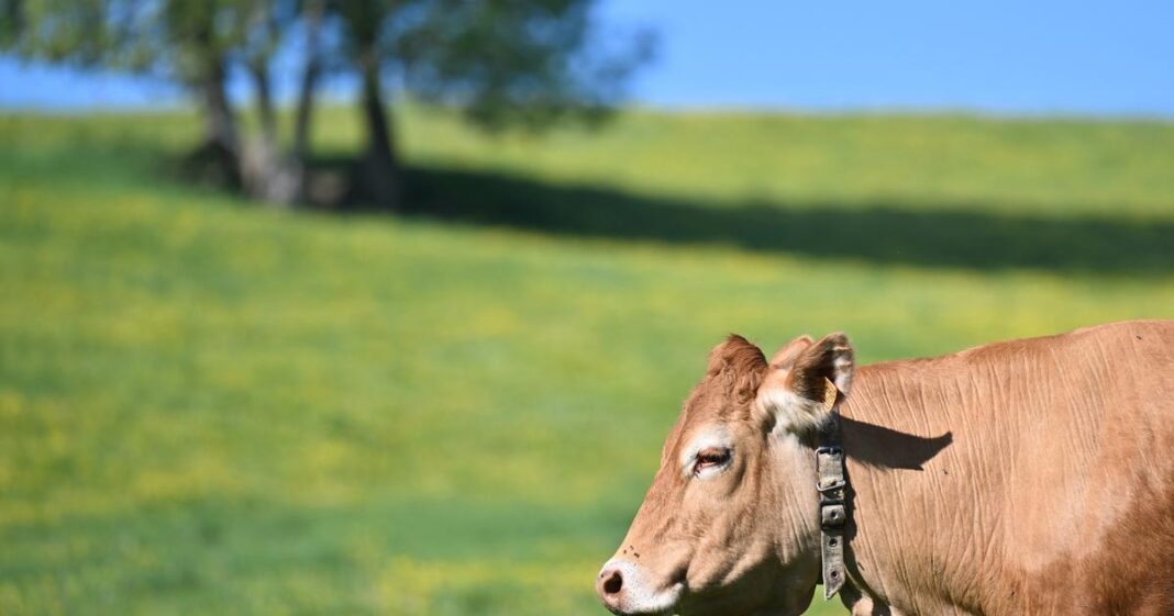 la création d’une mégaferme bovine de plus de 2000 bêtes validée par le préfet