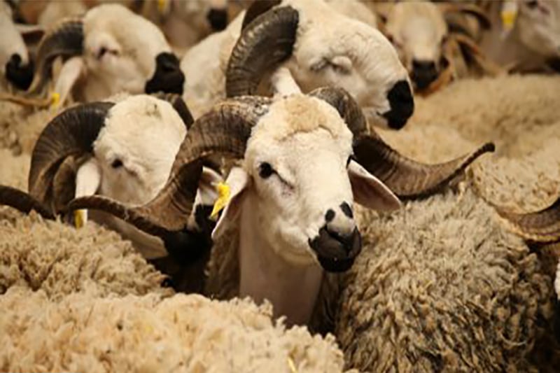 Aid Al-Adha : Quand une rumeur "d