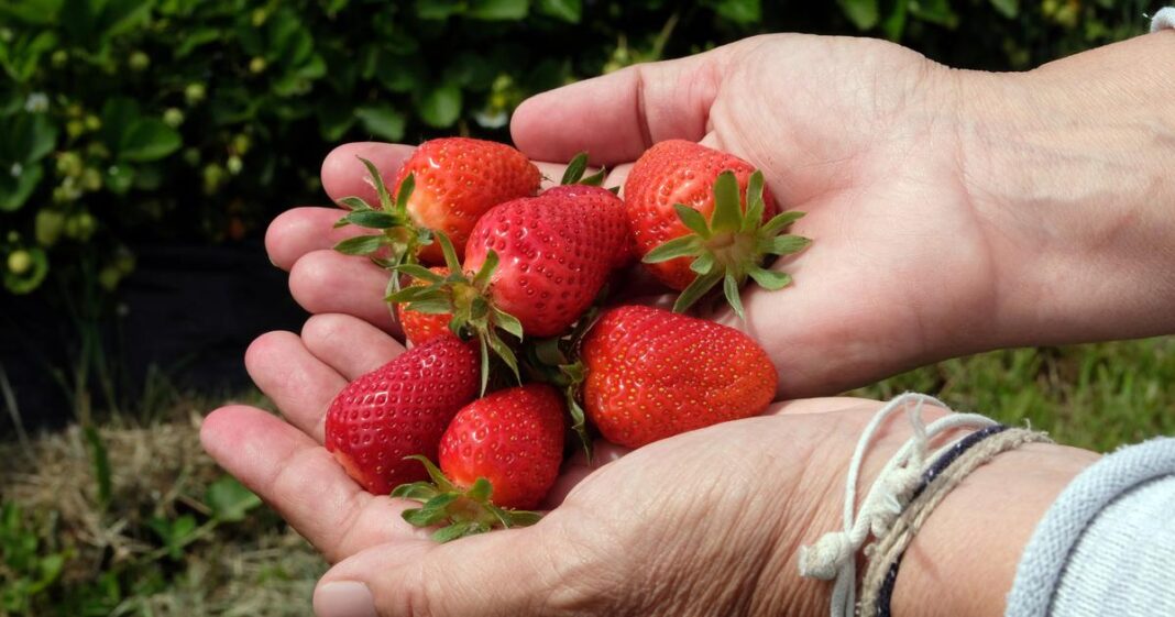 Des fraises contenant trop de pesticides rappelées dans toute la France