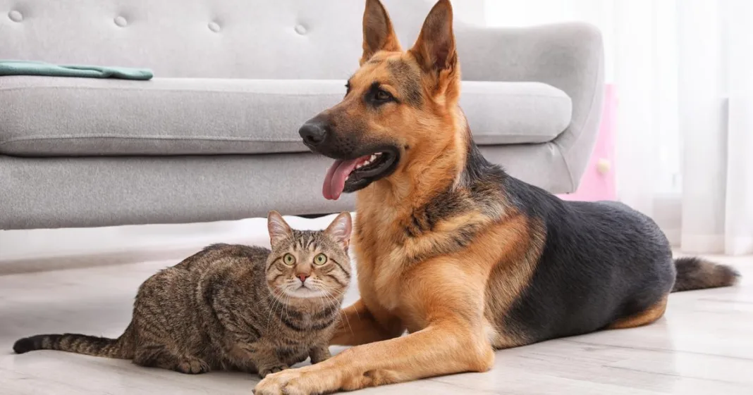 le Pet-Sitting, cette astuce très rentable pour voyager à petits frais