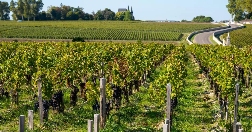 une «catastrophe» pour la viticulture française
